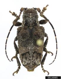  Trachysomus cavigibb a, holotype specimen; © E.H. Nearns